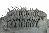 Spiny Drotops Armatus Trilobite - Mrakib, Morocco #244126-1